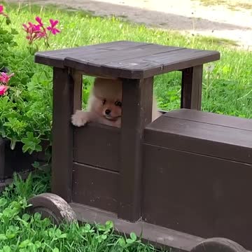 Cute Pomeranian Gets Stuck Inside A Toy Train