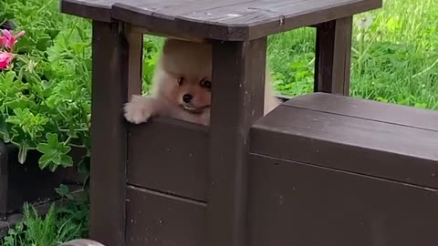 Cute Pomeranian Gets Stuck Inside A Toy Train