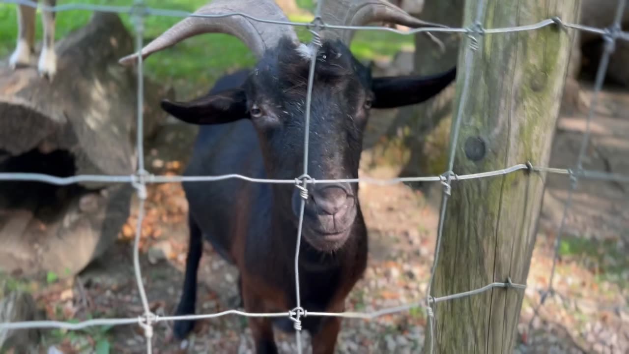 Goat enclosure on a sunny day.