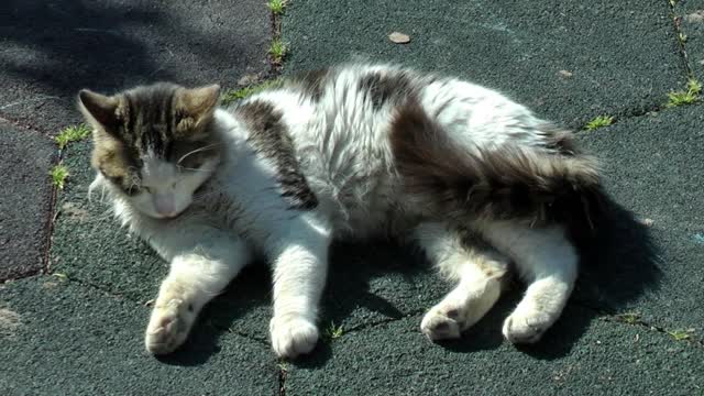 Cat lying in the park