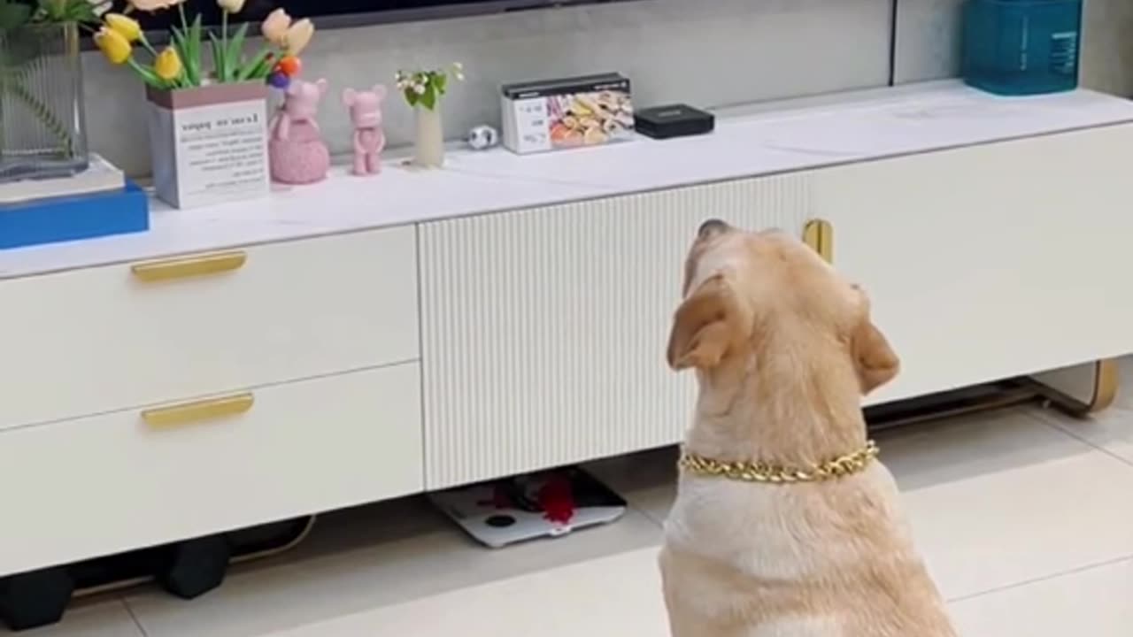 Amazing funny video, dog funny video