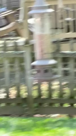 Bluebird hip checks other Bluebird out of bird bath!