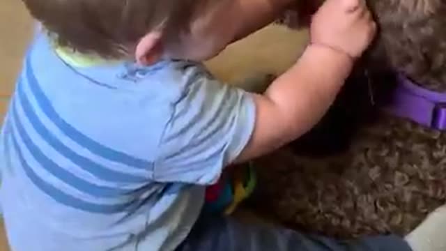 Baby Laughs Adorably as Pet Dog Licks His Hands