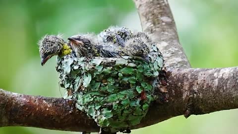 Extraordinary ,, a mother who keeps her children from the rain