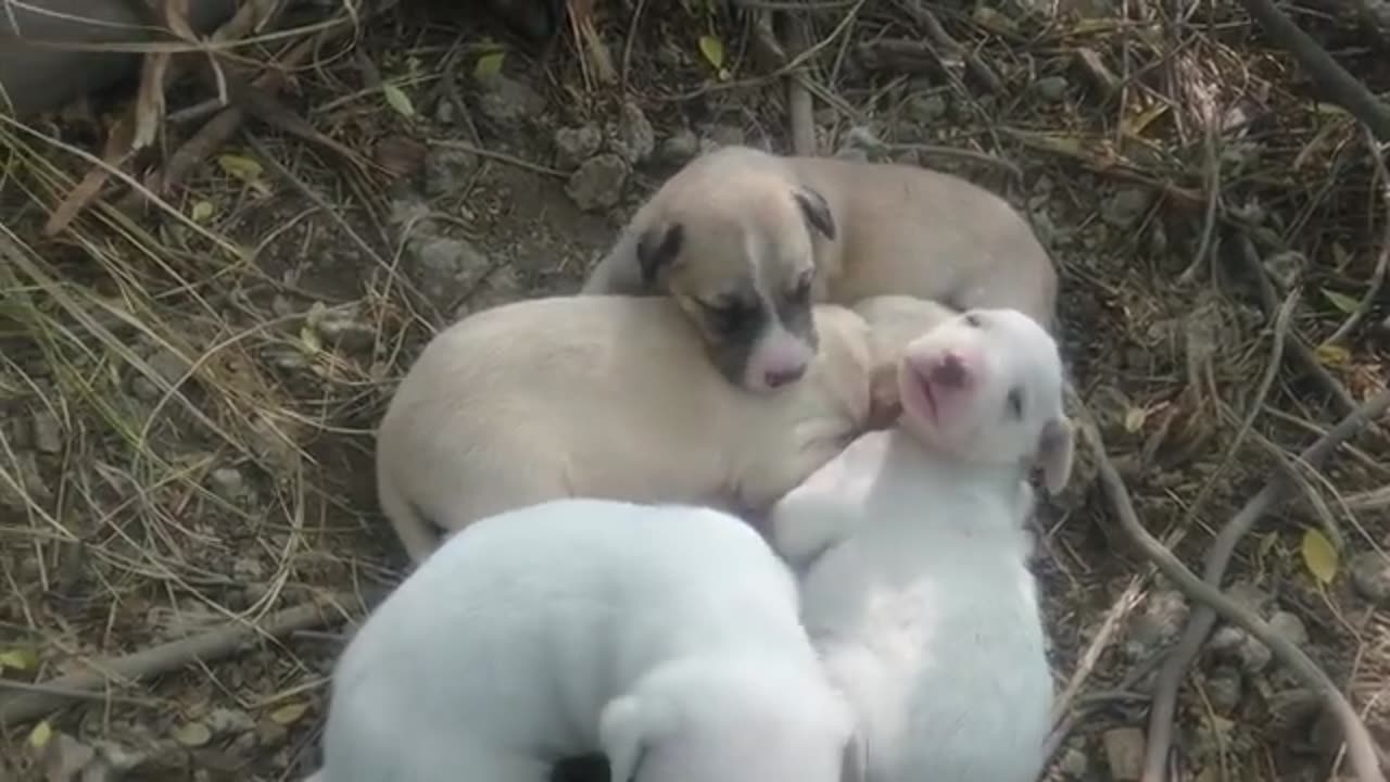 Cutest_Puppy_Dogs_In_Pk_Village_Of_pjb