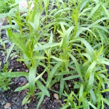 Artemisia annua, Sweet Annie, oregano, bee balm, lemon balm Russian tarragon