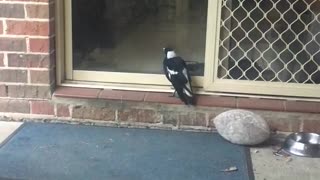 Magpie at the Door Whines Like a Dog