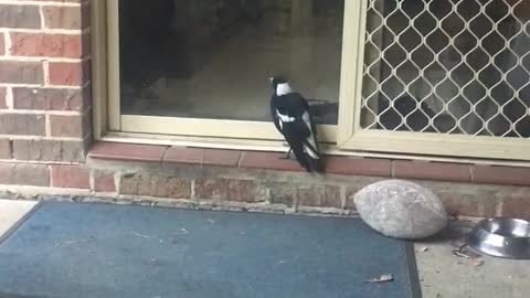 Magpie at the Door Whines Like a Dog