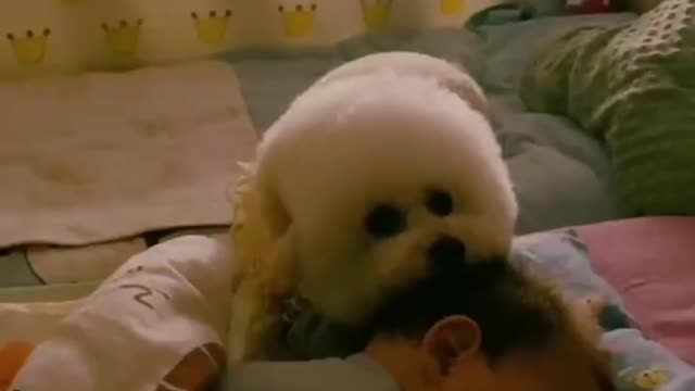 Cute dog takes care of the little owner