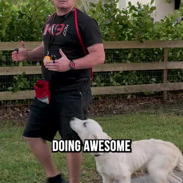 Should You Use Prong Collars and E-Collars?