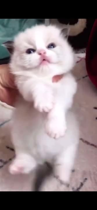 The cat who drank a lot of milk was very funny