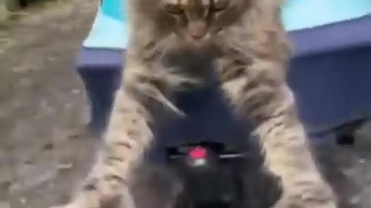Funny dog and cat