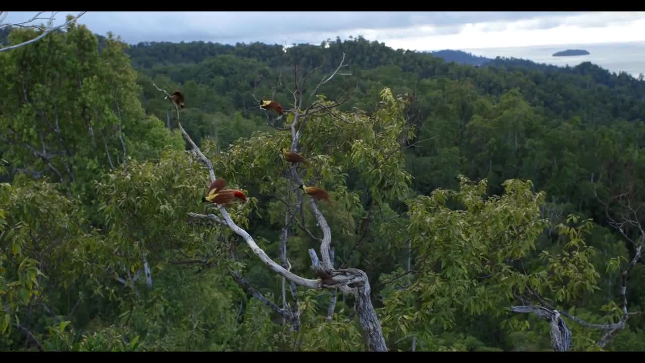 Tanah Papua: A Paradise for Birds