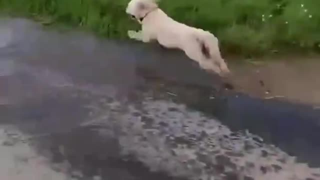 extremely stupid short videos