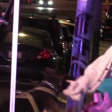 Police dog in action! (Nobody hurt)