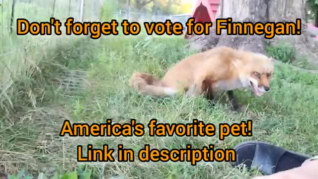 Is Finnegan Fox America's favorite pet?