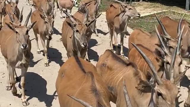 Home of the gemsbok at the safari Park