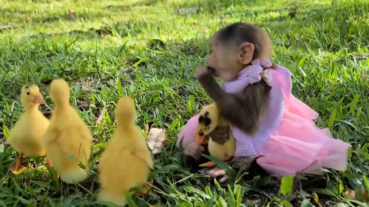Khỉ con và những người bạn