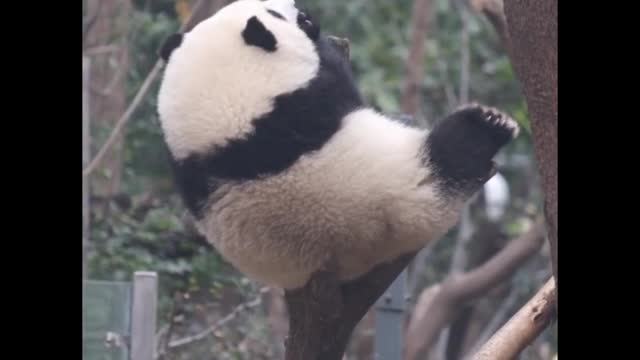 Panda climbing branches
