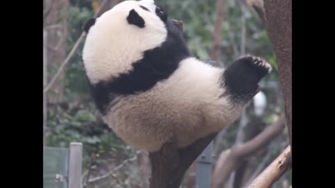 Panda climbing branches