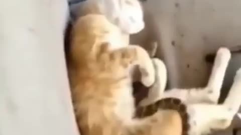 Crazy cat vs snake