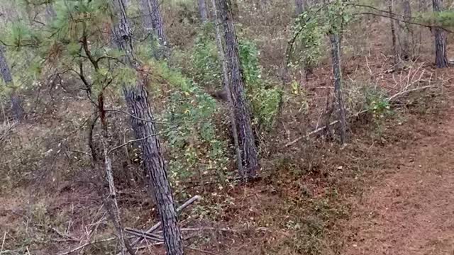 Deer Medicine