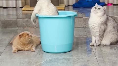 Can't Standing With These Cats.