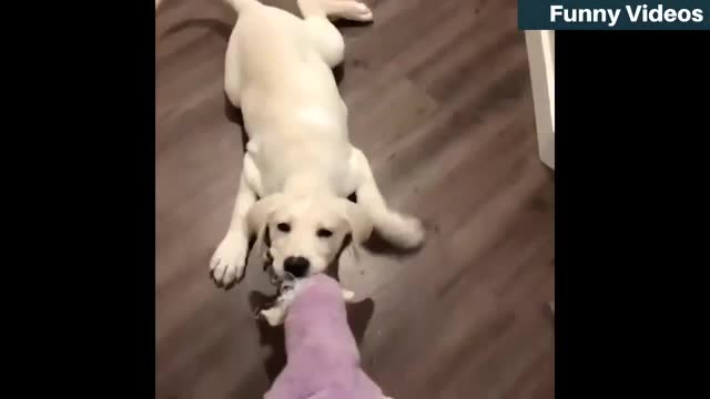 Best funny animal compilation. Cute and funny animals #cute #funny #animals #laugh #laughing