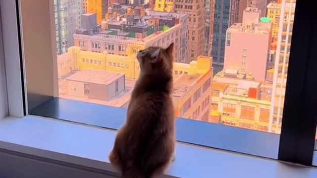 When your cat is too obsessed with the view so this is the only