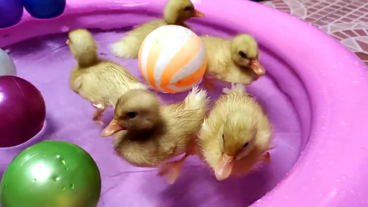 cute ducks swimming small pond