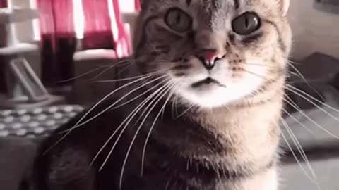 Cute Cat Gif