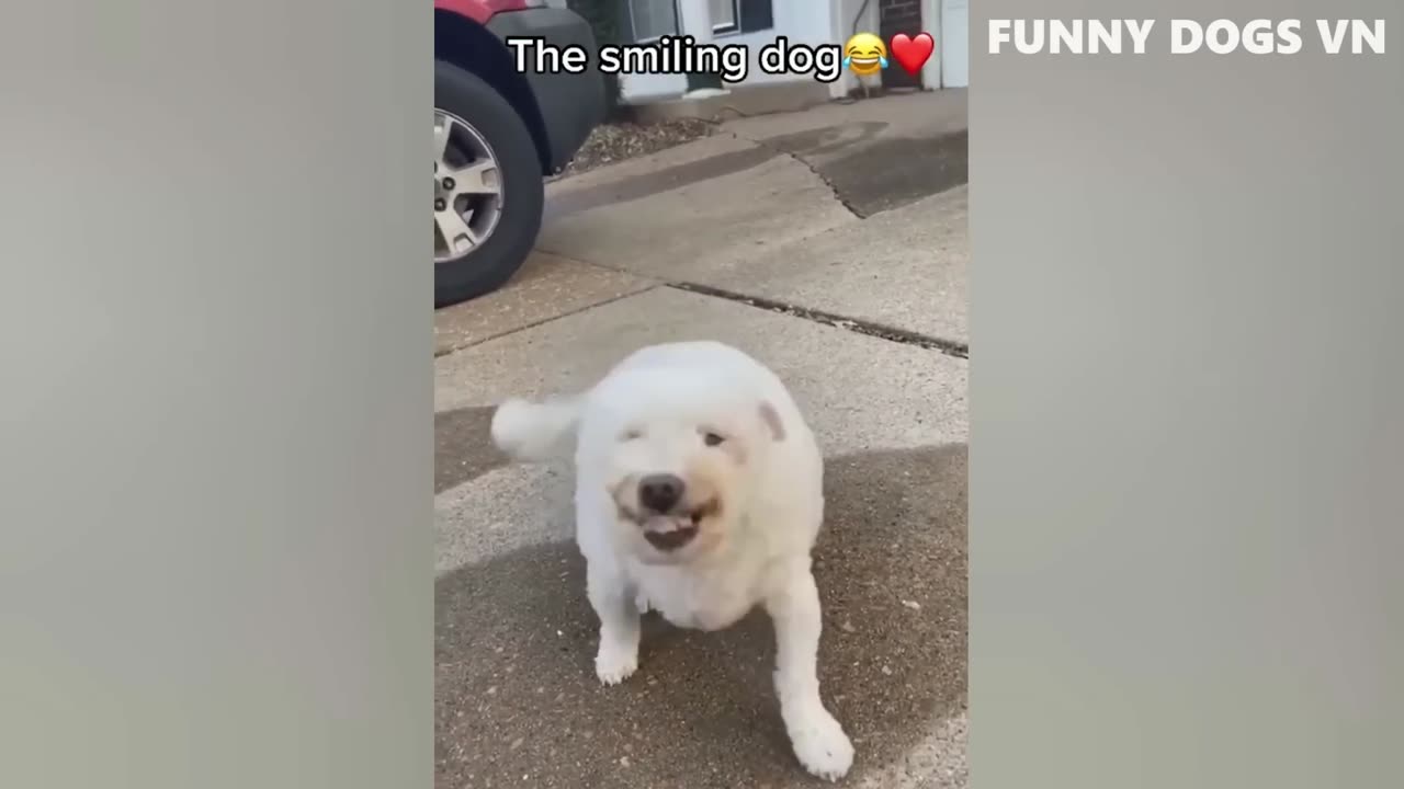 Funniest Animals Videos 2023 Funniest Dogs And Cats