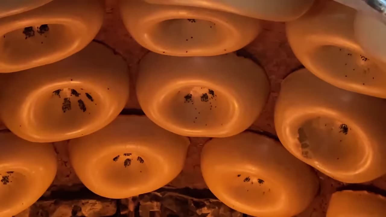 Legendary SAMARKAND breads making