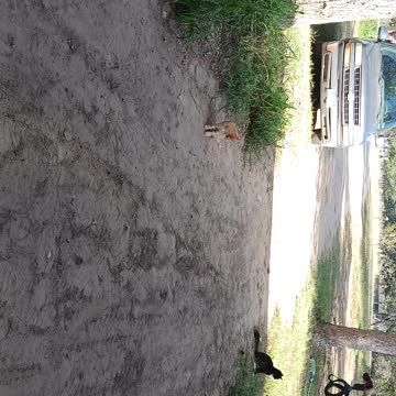 Outside with the cats