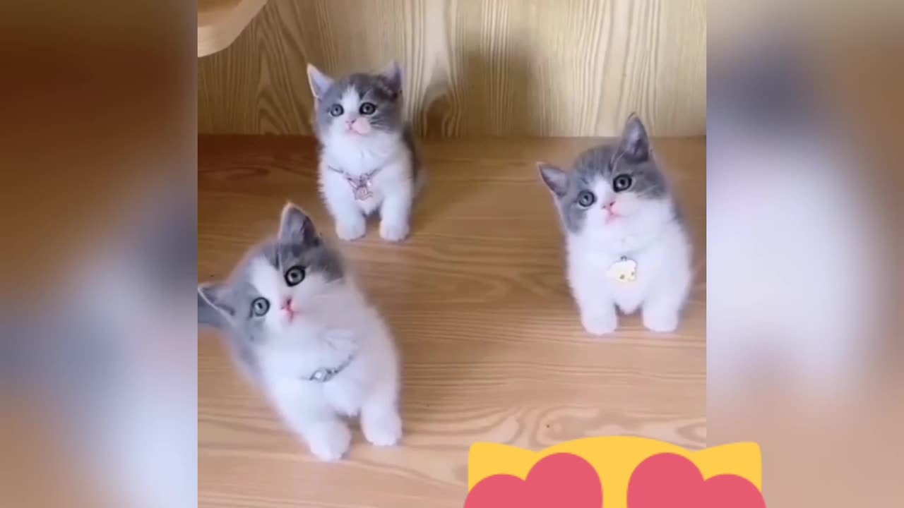 Cats funny video