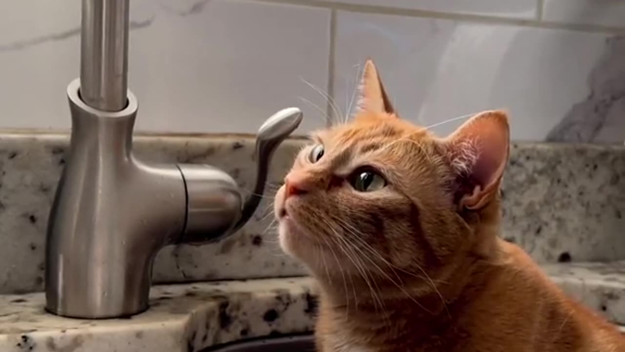 "Hilarious Cat Chronicles: Watch my Feline Friend's Reaction to Water Droplets!"