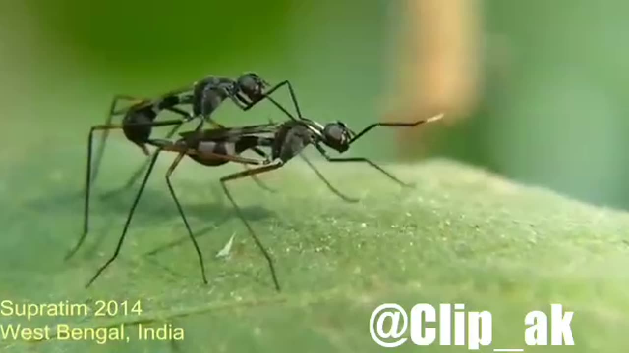 Insect mating