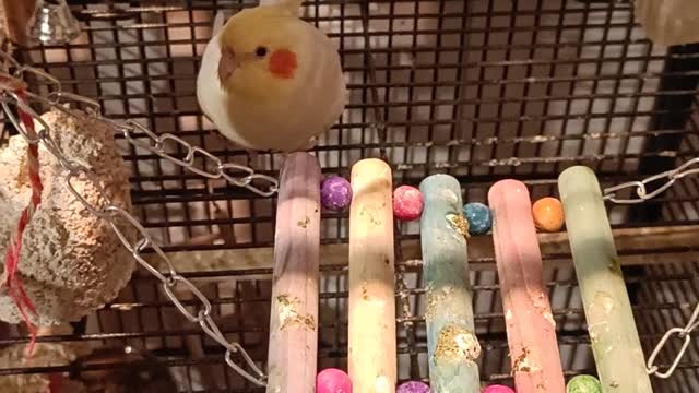 Cute cockatiels