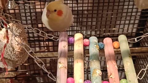 Cute cockatiels