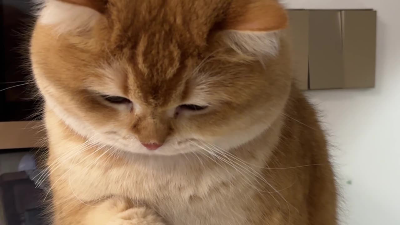 Funny cat videos Try Not to Laugh 2024