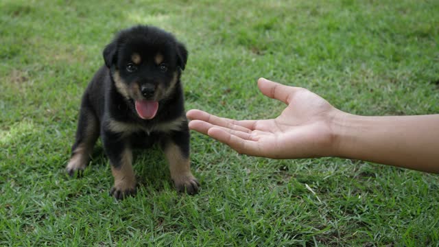 Sweet cute puppy dog baby playing on green ground...