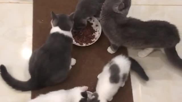 Kitten snatches food