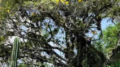 Viamão & Porto Alegre, Rio Grande do Sul.