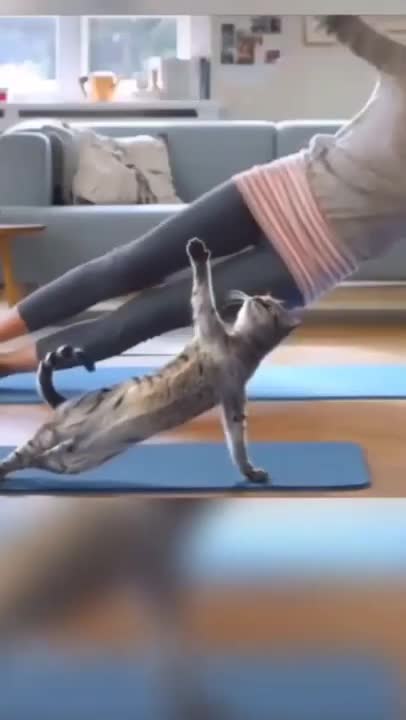 .Fitness cat