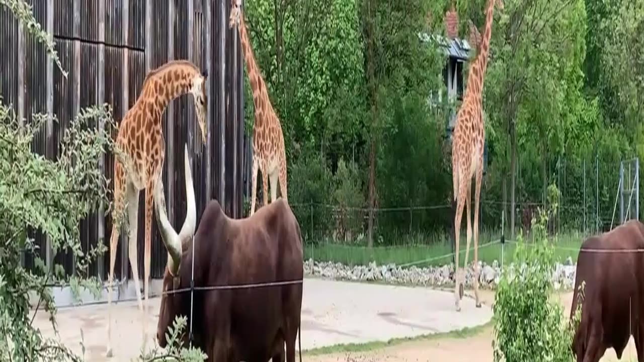 Lindas girafas