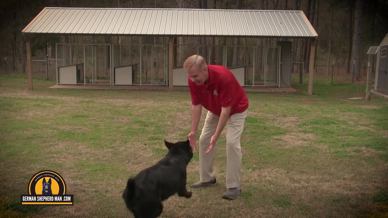 6 Black German Shepherds at ONCE with GSM