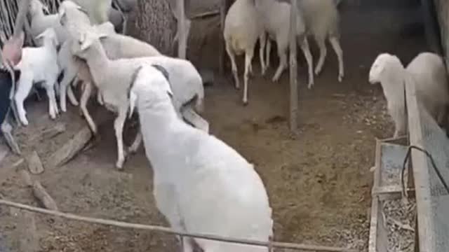 Human vs Goat Funny Moments