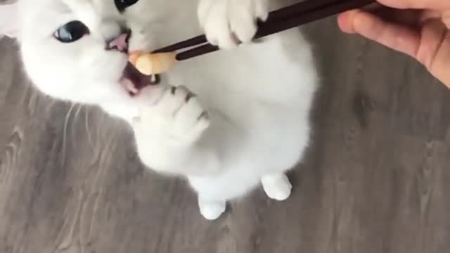 How do you expect me to use chopsticks when I don’t have thumbs? Funny Cat