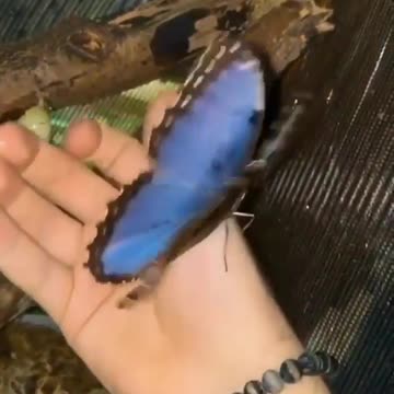 Tropical moth Morpho helenor hatching