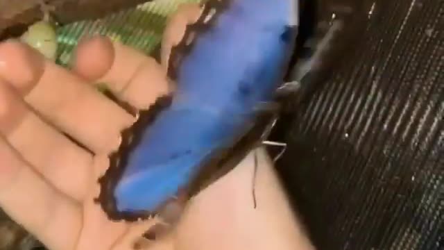 Tropical moth Morpho helenor hatching